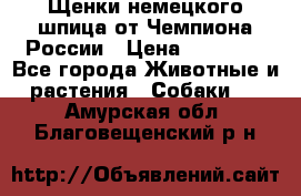 Щенки немецкого шпица от Чемпиона России › Цена ­ 50 000 - Все города Животные и растения » Собаки   . Амурская обл.,Благовещенский р-н